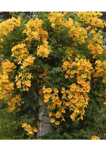 1-2 Yaş Arası Tüplü Acem Borusu (Campsis Radicans) Fidanı - Hızlı Büyüyen ve Gösterişli Çiçekli Fidan