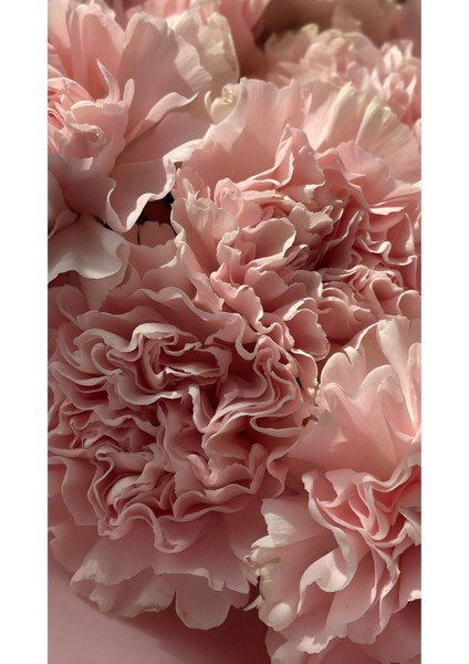 Gül Kurusu Çiçek Kombin 01 |çerçeveli Cam Tablo 3lü Dikey fiyatları