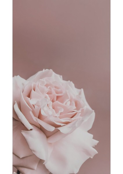 Gül Kurusu Çiçek Kombin 01 |çerçeveli Cam Tablo 3lü Dikey modelleri