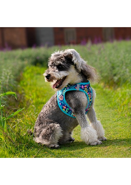Blossom Step-In Mavi Köpek Göğüs Tasması modelleri