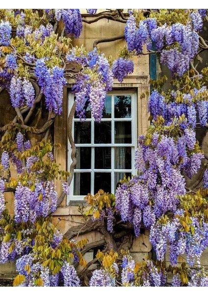 1-2 Yaş Arası Tüplü Mor Salkım (Wisteria) Fidanı - Göz Alıcı Çiçekli Sarmaşık fiyatları