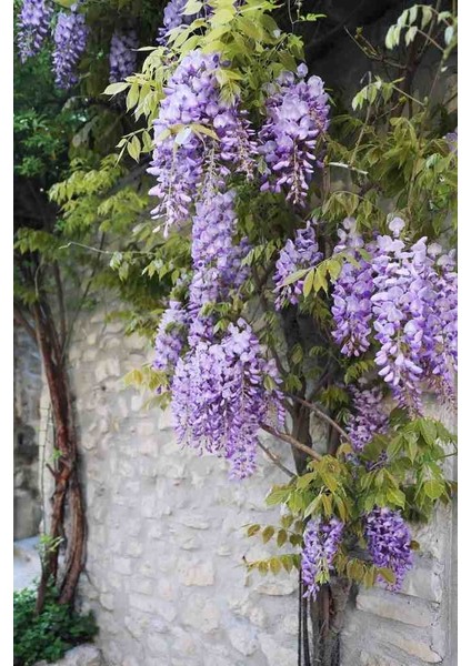 1-2 Yaş Arası Tüplü Mor Salkım (Wisteria) Fidanı - Göz Alıcı Çiçekli Sarmaşık modelleri