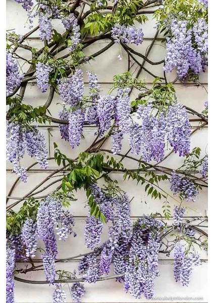 1-2 Yaş Arası Tüplü Mor Salkım (Wisteria) Fidanı - Göz Alıcı Çiçekli Sarmaşık fırsatları