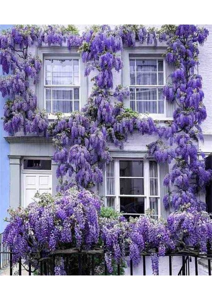 1-2 Yaş Arası Tüplü Mor Salkım (Wisteria) Fidanı - Göz Alıcı Çiçekli Sarmaşık indirimleri