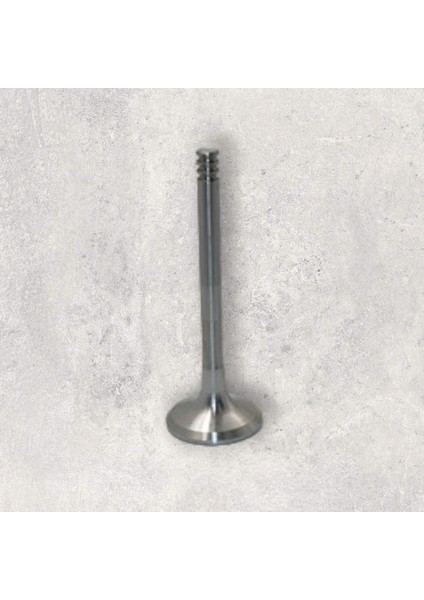 Sübap Egsoz-Fabıa-Beetle-Alhambra