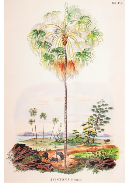 Tropical Serisi Tablo No:2