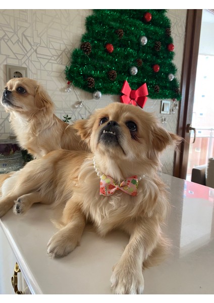 Fiyonk - Papyon Şeklinde Inci Boncuklu Küçük-Orta Irk Köpek Tasması modelleri