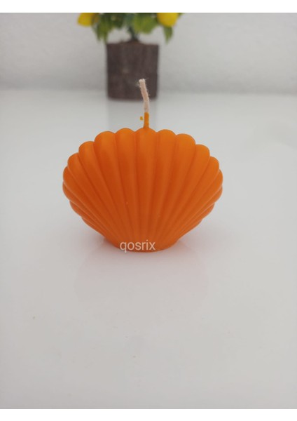 Turuncu Mini Istiridye Deniz Kabuğu
