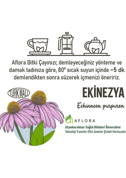 Ekinezya Echinacea Purpurea