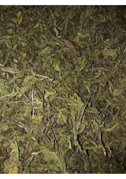 Yapışkan Andız Otu Manisa 100G