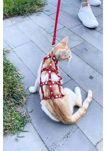 Modlive Full Body Kedi Harness, Kedi Gezdirme Tasması, Kedi Sokak Tasması - NPC011