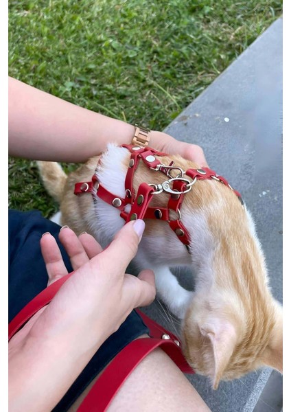Modlive Full Body Kedi Harness, Kedi Gezdirme Tasması, Kedi Sokak Tasması - NPC011