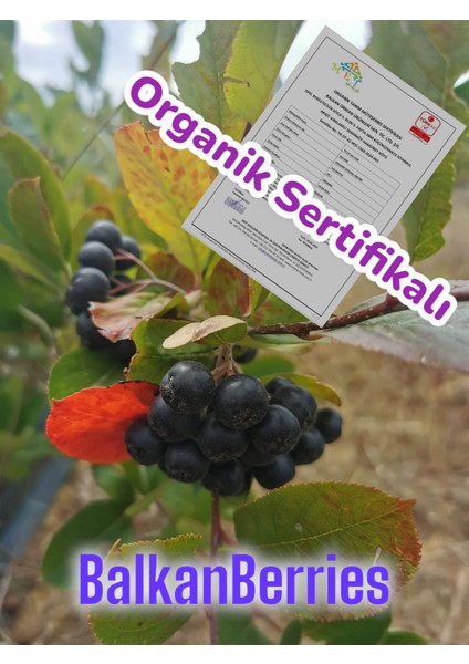 Aronya Meyve Organik Sertifikalı Taze  1 Kg. BalkanBerries