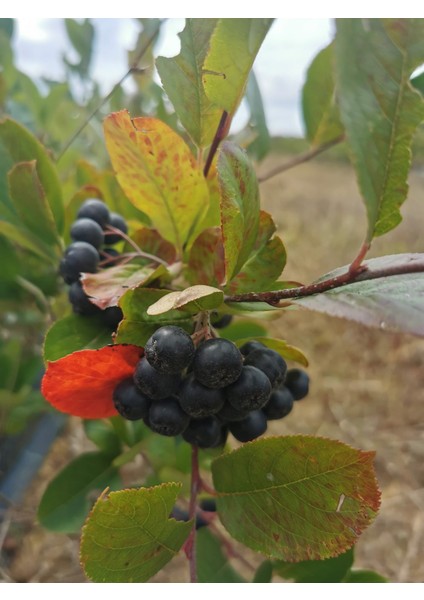 Aronya Meyve Organik Sertifikalı Taze  1 Kg. BalkanBerries