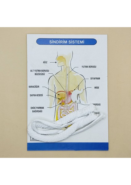 Sindirım Sistemi Modeli Deney Seti