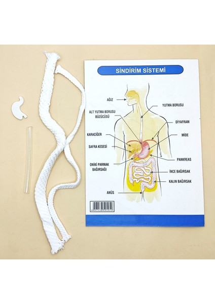 Sindirım Sistemi Modeli Deney Seti fiyatları