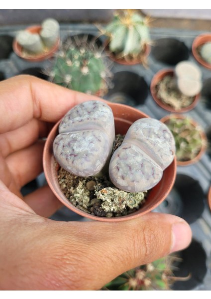 Lithops Taş Kaktüs