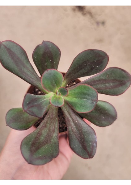 Echeveria Nodulosa Sukulent -Özel Tür