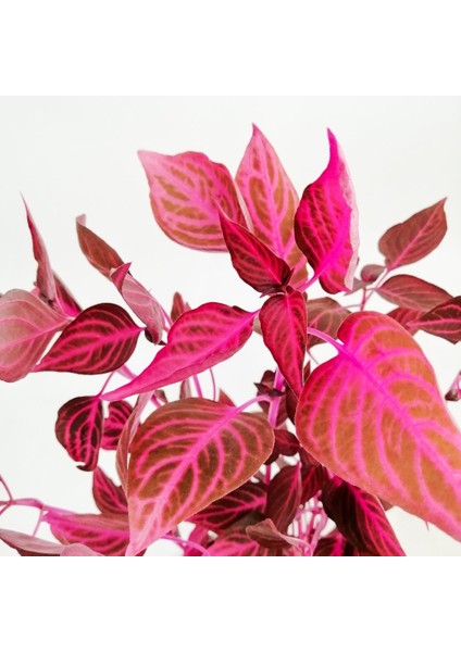 Iresine Herbstii (Çingene Şalvarı) 2 Adet