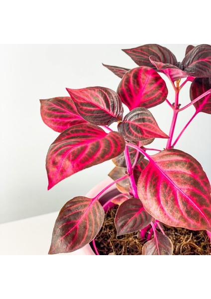 Iresine Herbstii (Çingene Şalvarı) 2 Adet modelleri