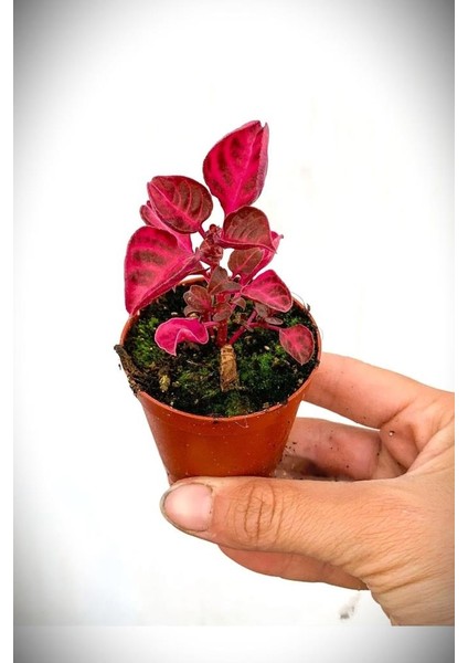 Iresine Herbstii Purple Mor Çingene Şalvar Salon Iç Mekan Bitkisi