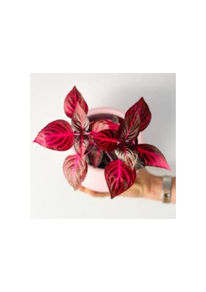 Iresine Herbstii Purple Mor Çingene Şalvar Salon Iç Mekan Bitkisi modelleri