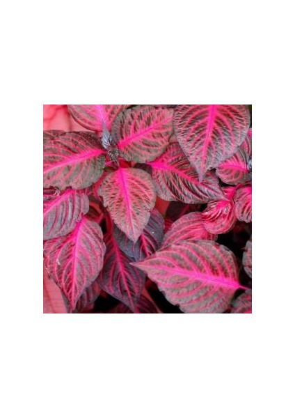 Iresine Herbstii Purple Mor Çingene Şalvar Salon Iç Mekan Bitkisi fırsatları