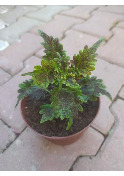 Kolyos Flower With Beautiful Leaves Yaprak Güzeli