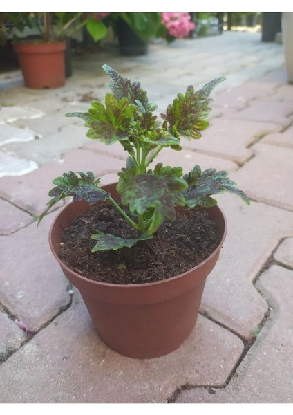 Kolyos Flower With Beautiful Leaves Yaprak Güzeli