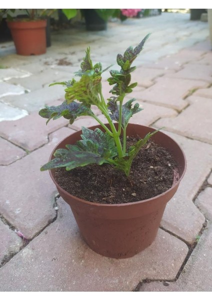 Kolyos Flower With Beautiful Leaves Yaprak Güzeli