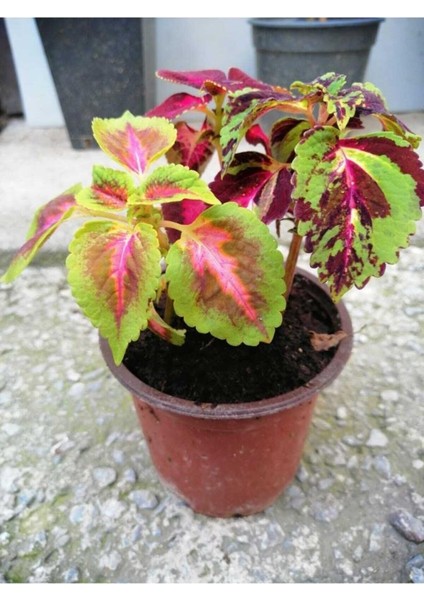 Kolyos Çiçeği Özel Renk 10-20 cm