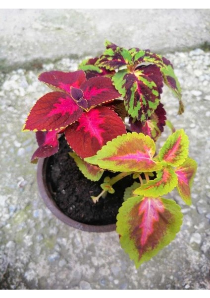 Kolyos Çiçeği Özel Renk 10-20 cm fiyatları