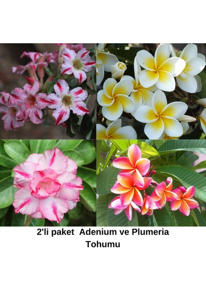 2'li Paket Karışık Renklerde Adenium Çöl Gülü Tohumu ve Plumeria Tohumu Toplam 10 Adet