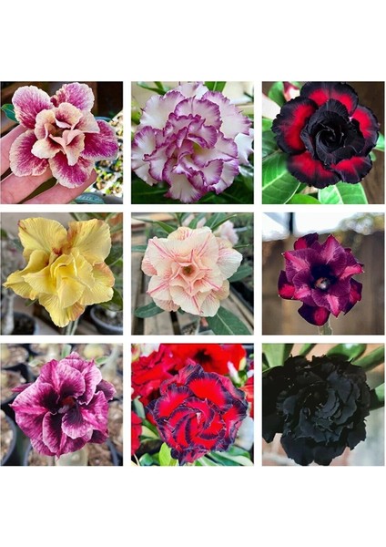 2'li Paket Karışık Renklerde Adenium Çöl Gülü Tohumu ve Plumeria Tohumu Toplam 10 Adet fiyatları