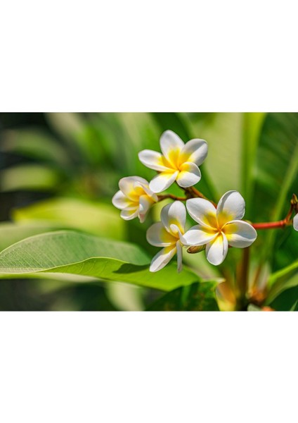 2'li Paket Karışık Renklerde Adenium Çöl Gülü Tohumu ve Plumeria Tohumu Toplam 10 Adet modelleri
