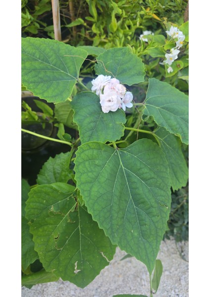 KOD:Y55 Arap Ful - Clerodendrum Fragrans (50-60 Cm)