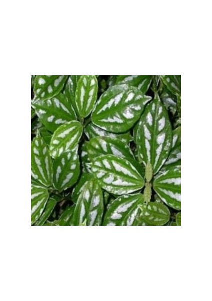 Karyağdı Begonya Alüminyum Çiçeği 10-20 cm