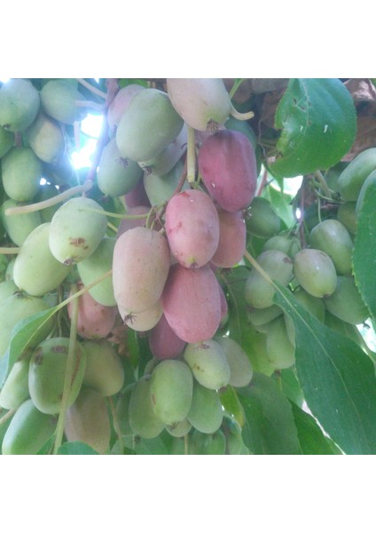 Kivi Berry Kırmızı Purpurna Sadowa