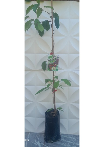 Kivi Berry Kırmızı Purpurna Sadowa fiyatları