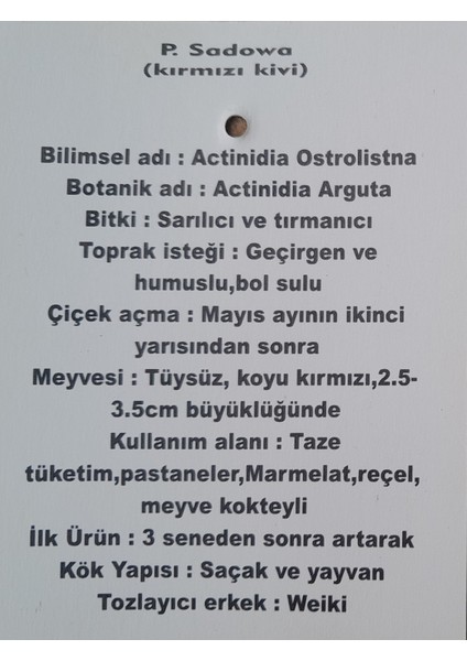 Kivi Berry Kırmızı Purpurna Sadowa modelleri