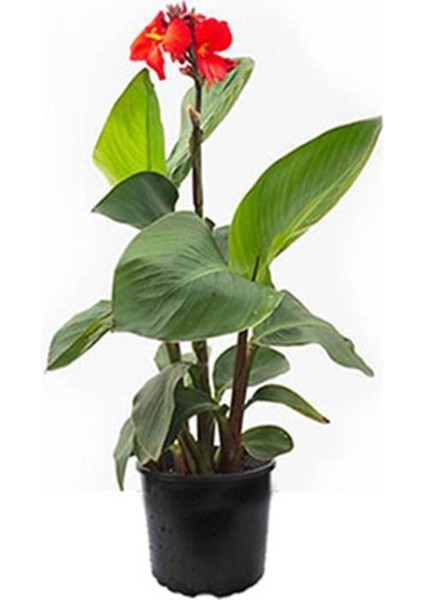 Canna Indica Çiçeği 20-40 cm