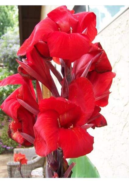 Canna Indica Çiçeği 20-40 cm modelleri