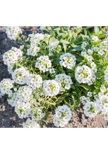 Alyssum ( Çoklu Tohum ) - 250 Tohum - Beyaz Renk