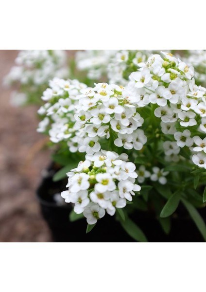 Alyssum ( Çoklu Tohum ) - 250 Tohum - Beyaz Renk