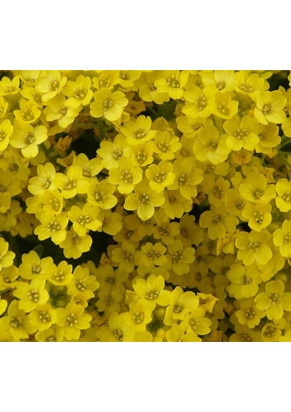 Alyssum ( Çoklu Tohum ) - 250 Tohum - Sarı Renk