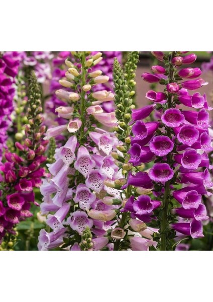 Digitalis ( Çoklu Tohum ) - 550 Tohum - Karışık Renk