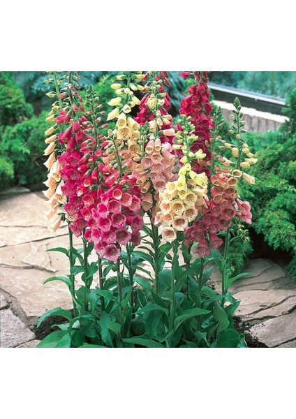 Digitalis ( Çoklu Tohum ) - 550 Tohum - Karışık Renk