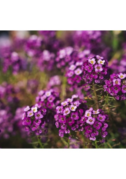 Alyssum ( Çoklu Tohum ) - 250 Tohum - Mor Renk