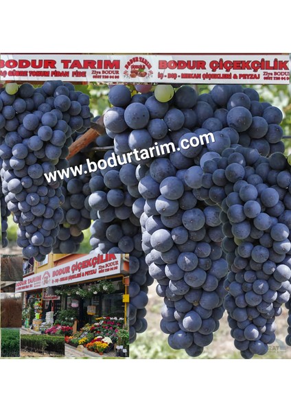 Bulancak 2 Yaşında Sarmaşık Doku Kültürü Tüplü Topraklı Öküzgözü Üzüm Meyve Fidanı fiyatları