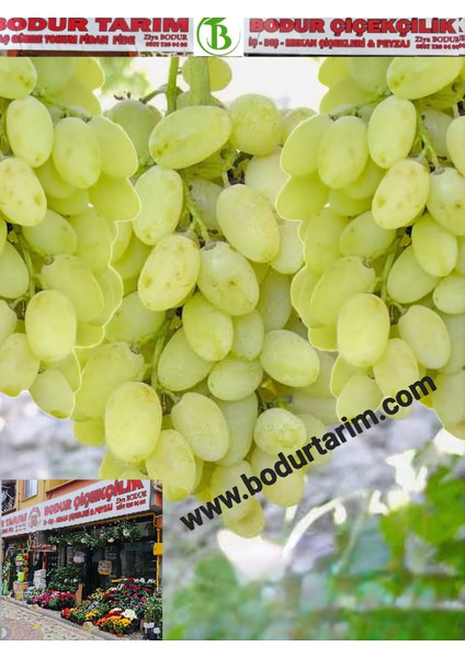 Bulancak 2 Yaşında Doku Kültürü Sarmaşık Tüplü Topraklı Mevlana Parmak Üzüm Meyve Fidanı fiyatları